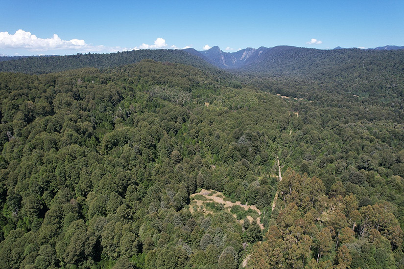 Cuando la inacción y la preservación desalientan la gestión: una paradoja en los bosques nativos